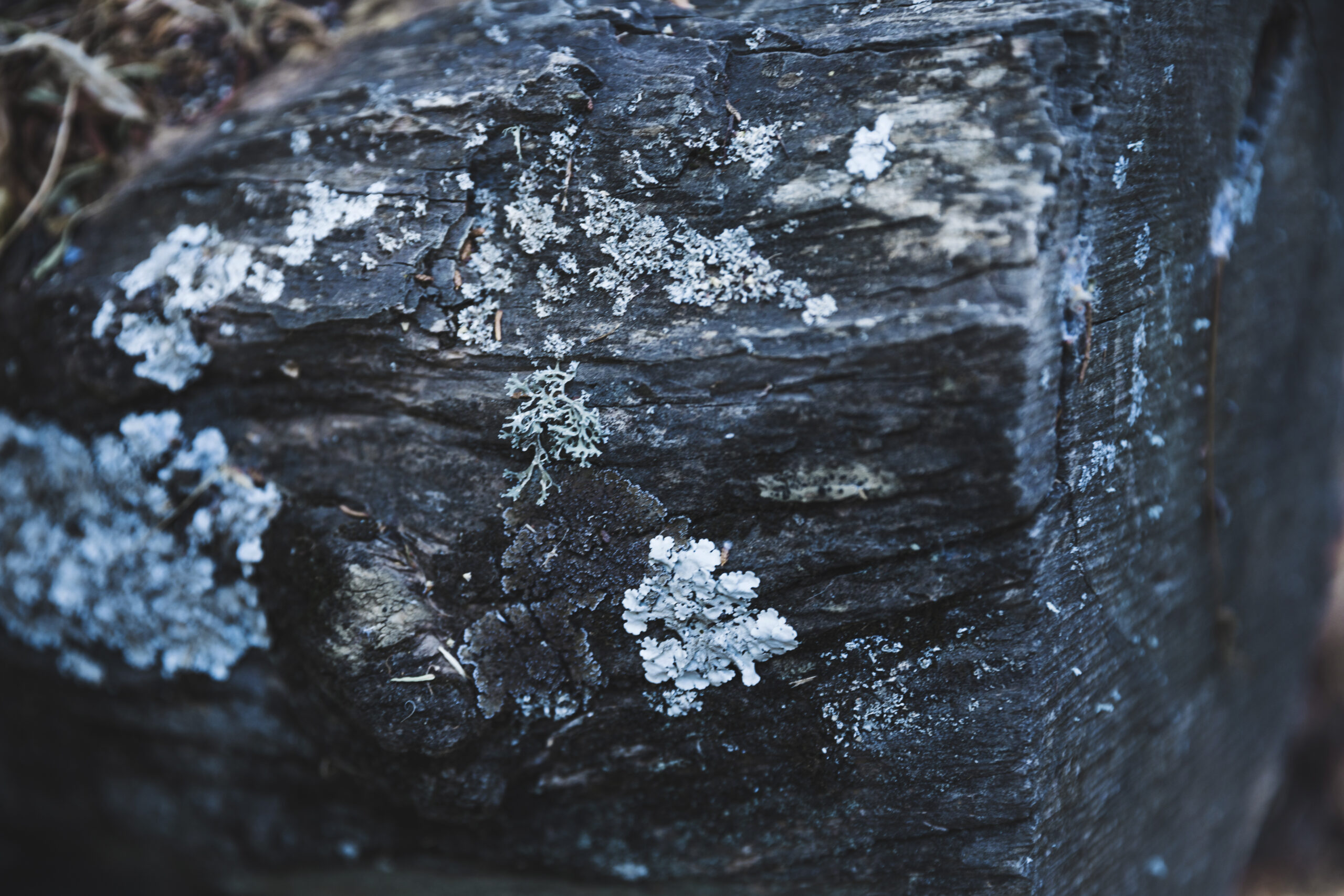 Pure Himalaya Shilajit 2025: Benefits, Dosage, User Insights